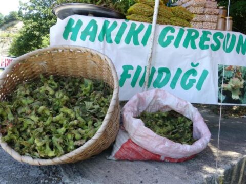 Haber gorseli